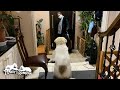 人間が帰宅するととっても嬉しいベルです Great Pyrenees グレートピレニーズ