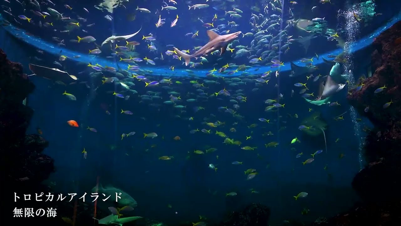 鴨川シーワールド】トロピカルアイランド「無限の海」 ヒーリング映像