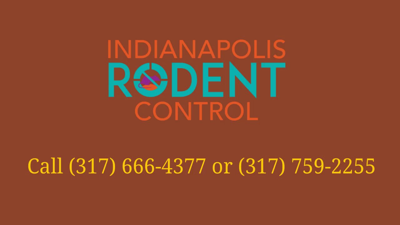Indianapolis Rodent Control YouTube