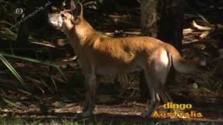 canis lupus dingo
