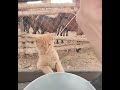 #kittens #cute #cow #milk #funny #shorts #pets #animals