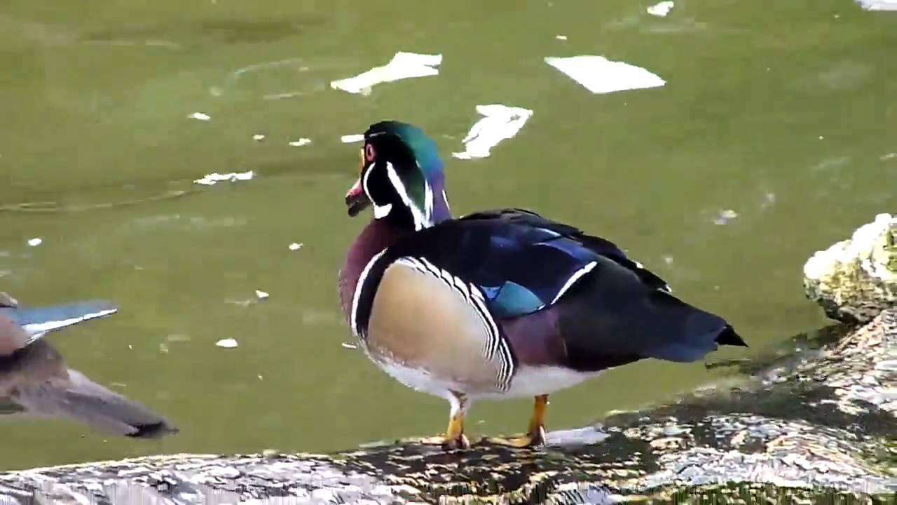 Wood Duck YouTube