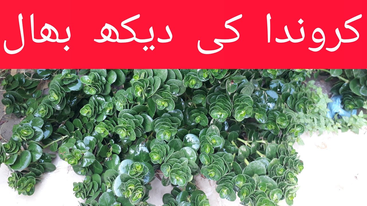 Crissa Method How to Grow and care karonda carissa macrocarpa carissa carandas plants ...