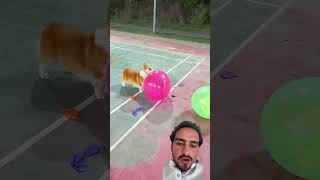 #pets #sandmentcrushing #smartdevices #pipelining #smartgadgets #stitch #crushingtime