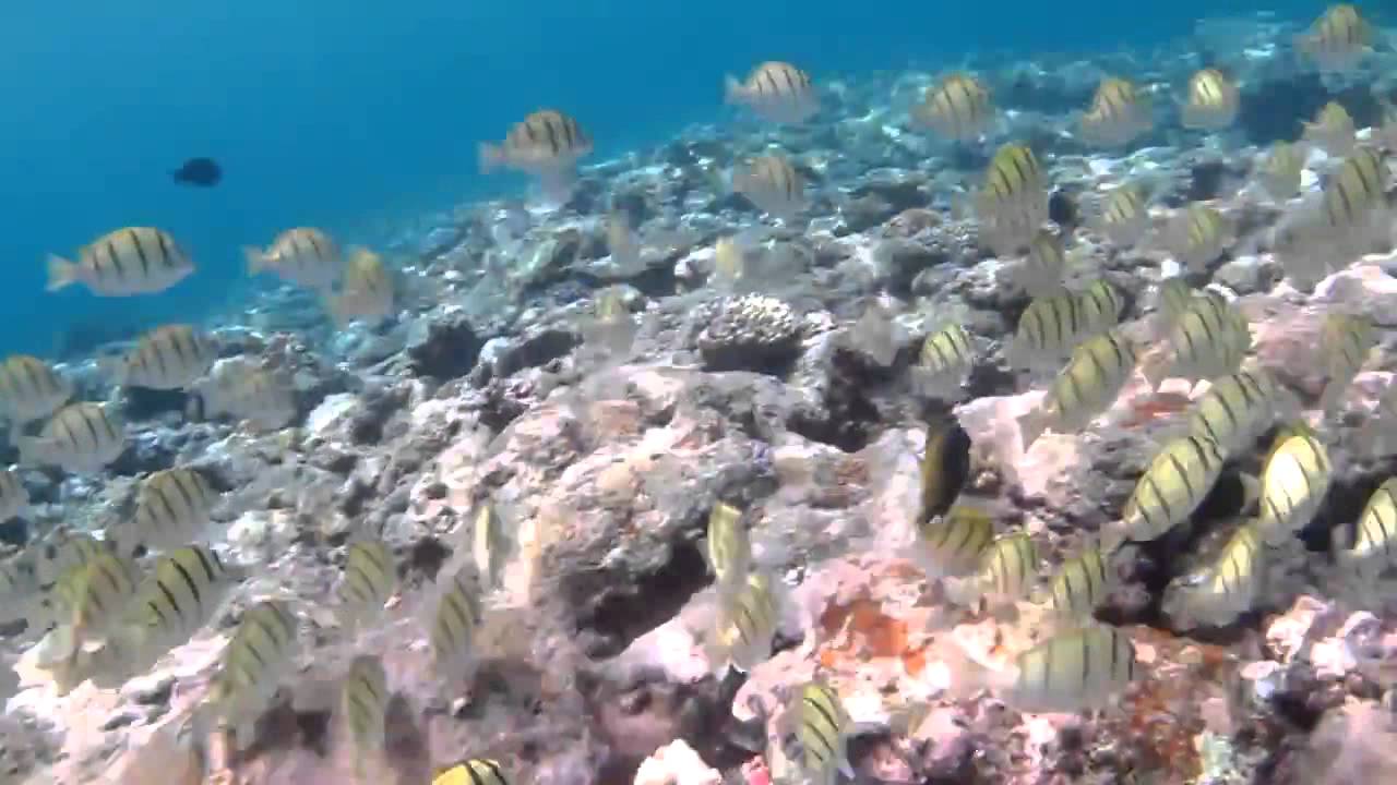Convict Surgeonfish in Yap, Micronesia - YouTube