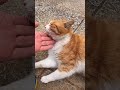 神社猫が可愛過ぎる