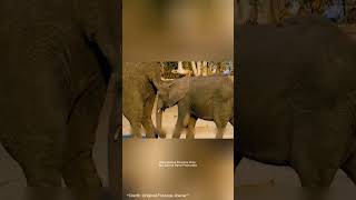 ছোট হাতির হৃদয়বিদারক গল্প | Wildlife Documentary