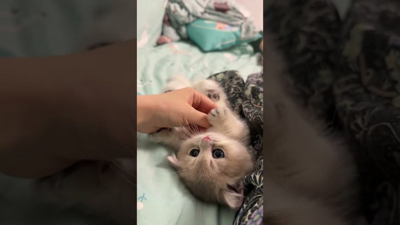 Kitten Goes Wild on Bed!  Playtime Cuteness Overload!  