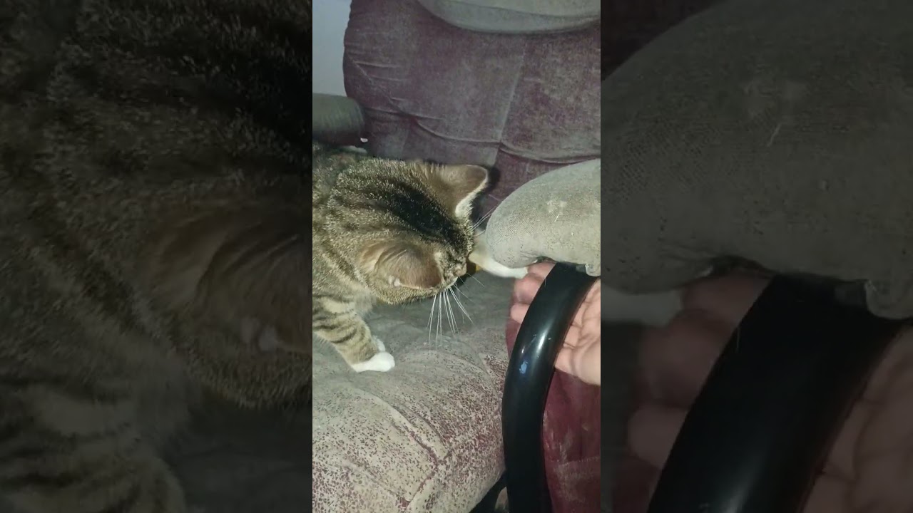 Flaxxo wacko playing with cute kitty 