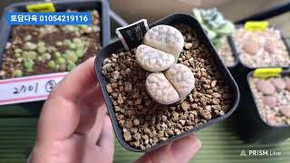 (판매완료)토담다육 01054219116 리톱스 기천금 모듬 2만원 250627