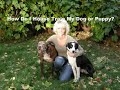 House Train Your Dog In Minutes! Frustrated with Potty Training? House Train Your Dog In Minutes! Frustrated with Potty Training?