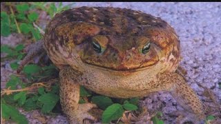 Pet owners beware: Poisonous toad returns to SW Fla.