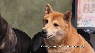 Dinner Table Confessions: Shiba Inu Tell All Interview 🍖