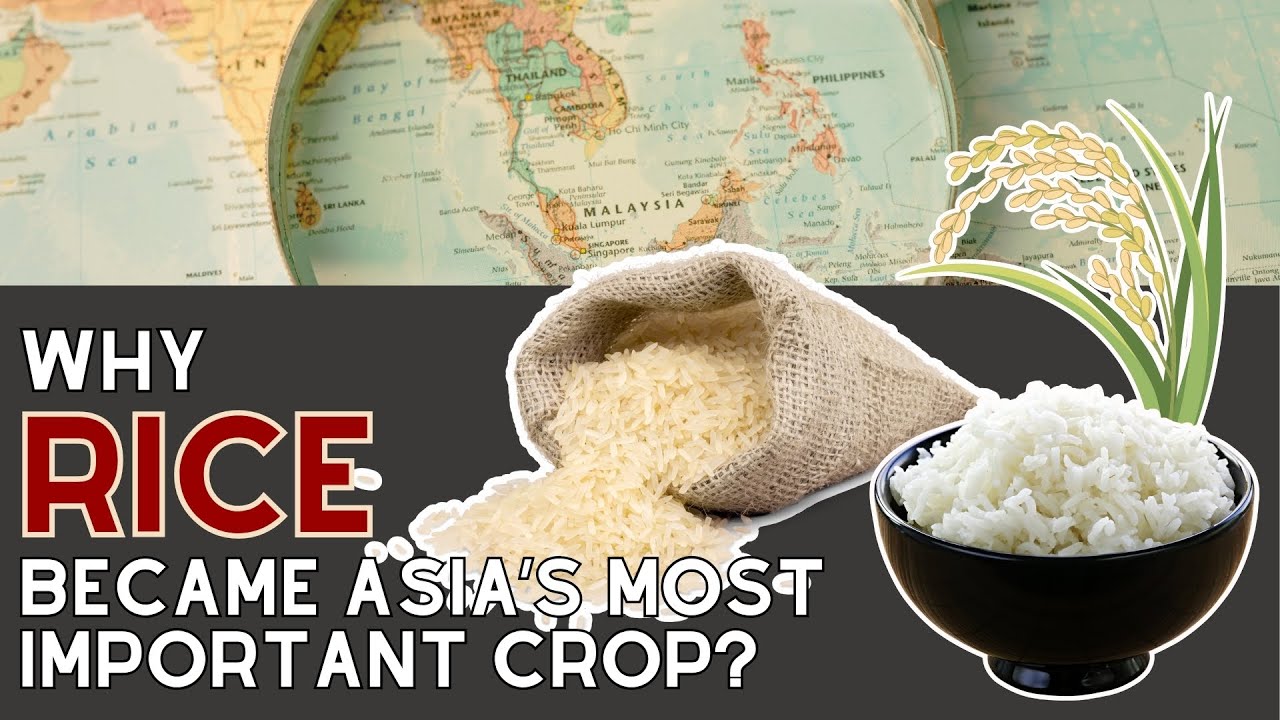 The Real Reason Asians Eat Rice Every Day - YouTube