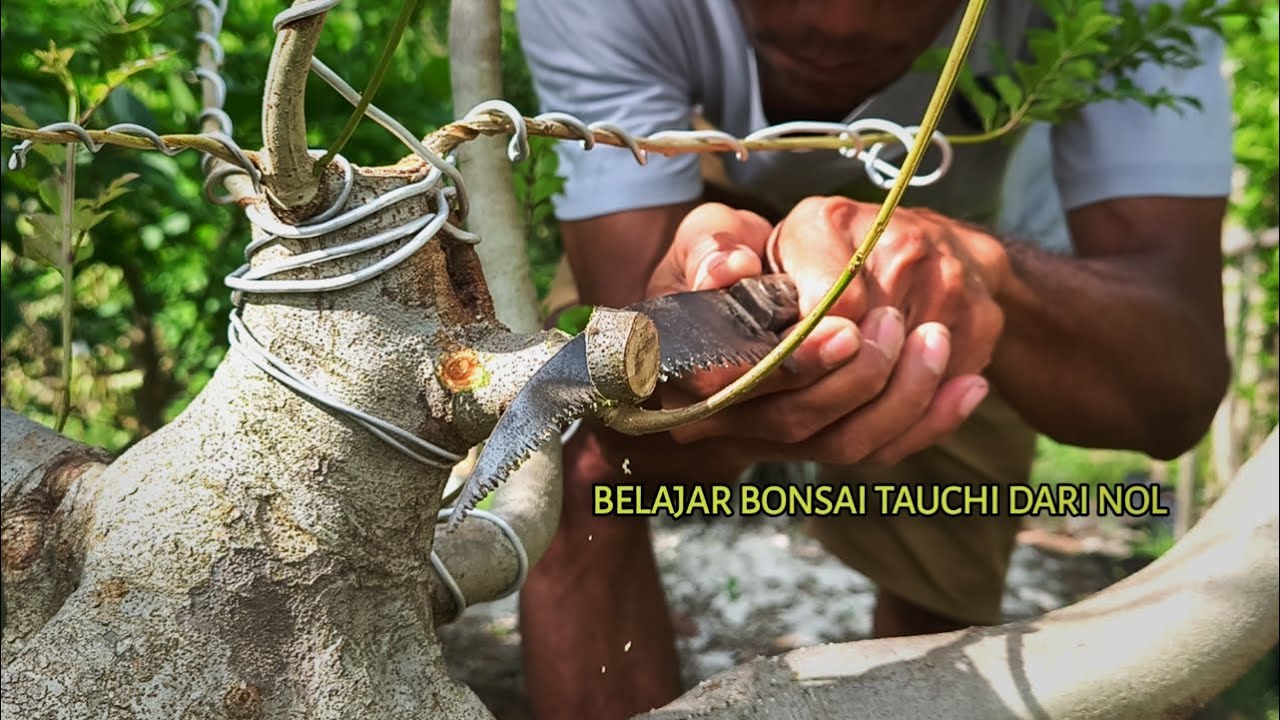 Научитесь создавать бонсай Таучи с нуля.
