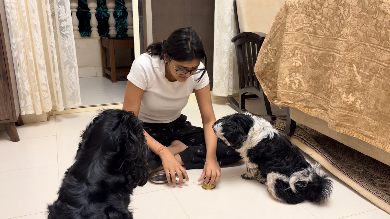 Testing my dog’s intelligence (gone wrong)