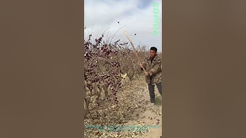 Traditional Jujube Harvesting: Beating Branches to Collect Ripe Fruits Efficiently