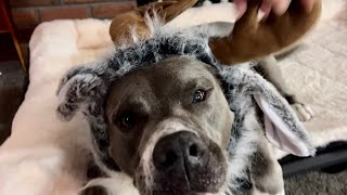Dog Reindeer Costume - Cute Funny Dog Outfits for Halloween Christmas for Medium Large Dogs