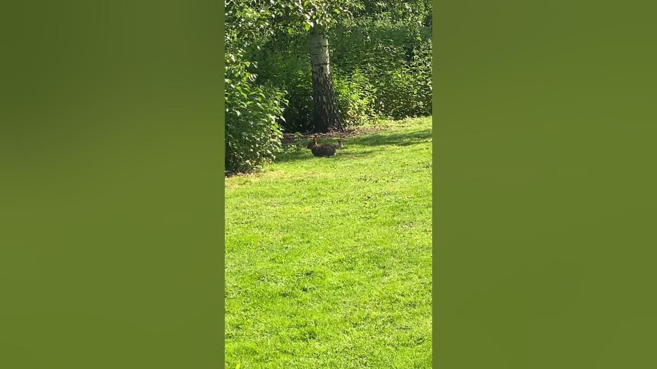 how-long-do-rabbits-stay-with-their-mum-shorts-youtube