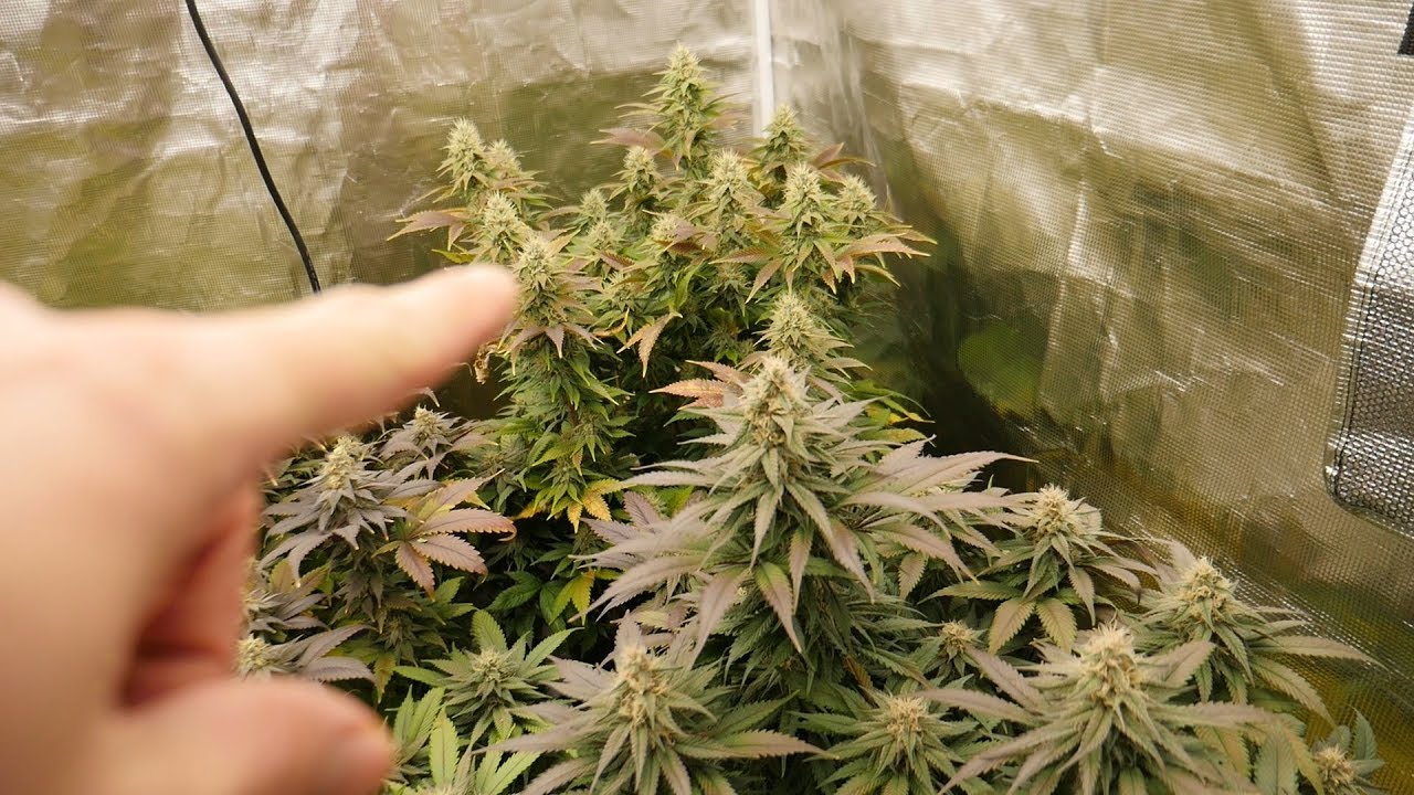 WEEK 4 JORDAN OF THE ISLAND LEGAL CANNABIS GROW - NEXTLIGHT MEGA LED