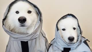 お散歩前までご機嫌だった犬が、カッパを着た瞬間固まってしまう姿がかわいすぎました…