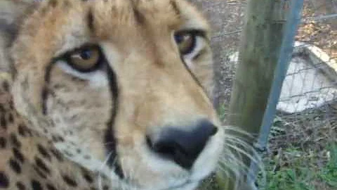 Cheetah Feeding Time