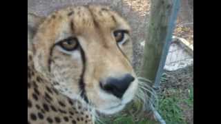 Cheetah Feeding Time