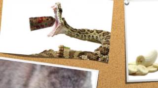 Please, Do Not Feed The Animals Net Worth