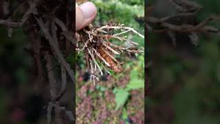 Terkena kutu akar putih, gimana solusinya?