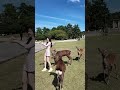 奈良公園でシカに囲まれて まるでおとぎ話