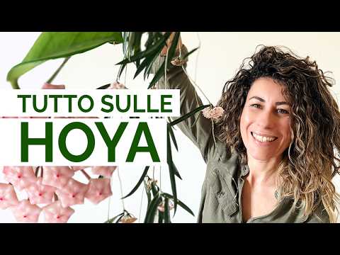 I segreti delle HOYA 🌿 luce, cure e come farle fiorire