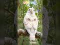 सफेद उल्लू चार आंखों वाला#trending#reels