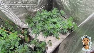 Inside The Gas Chambers | Faceded Canna | mother / veg tent