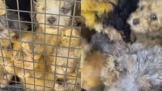 47 Puppies Live In A Cramped Box Screaming For Milk