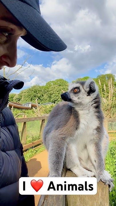 I Love Animals More Than People 😘 Whipsnade Zoo Lemur Youtube