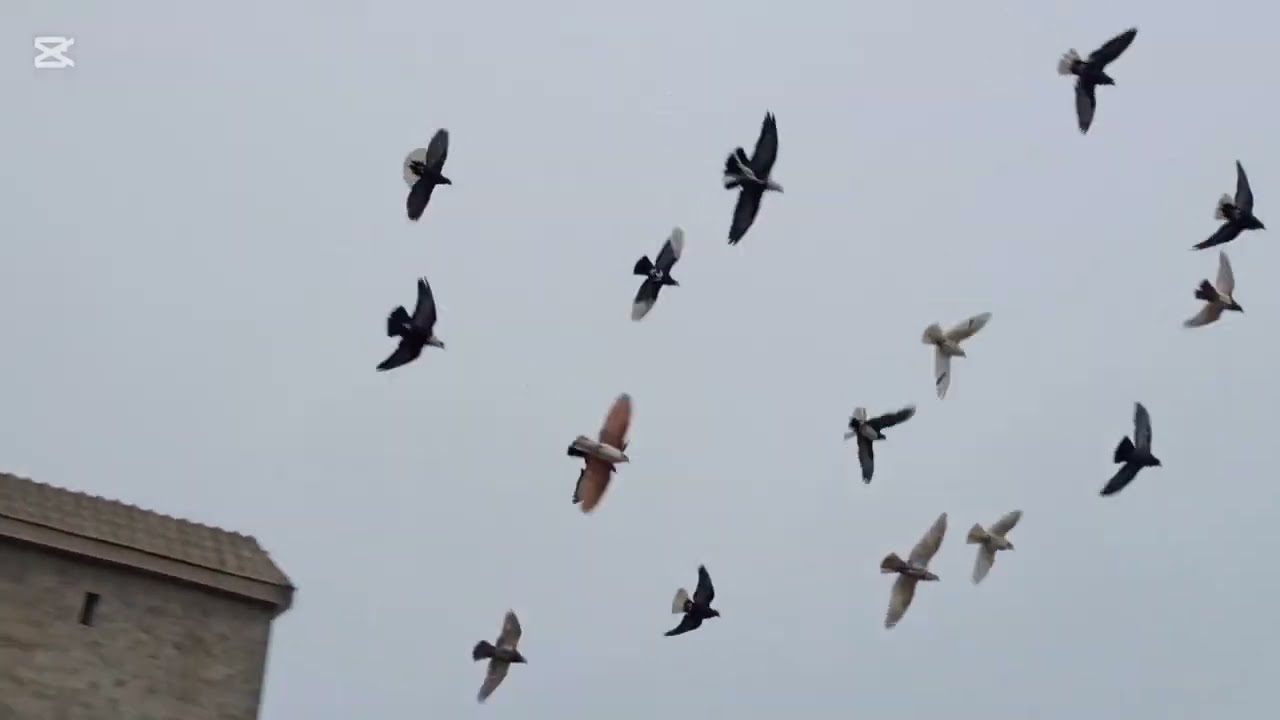 Gandaydar kabutar ki uran