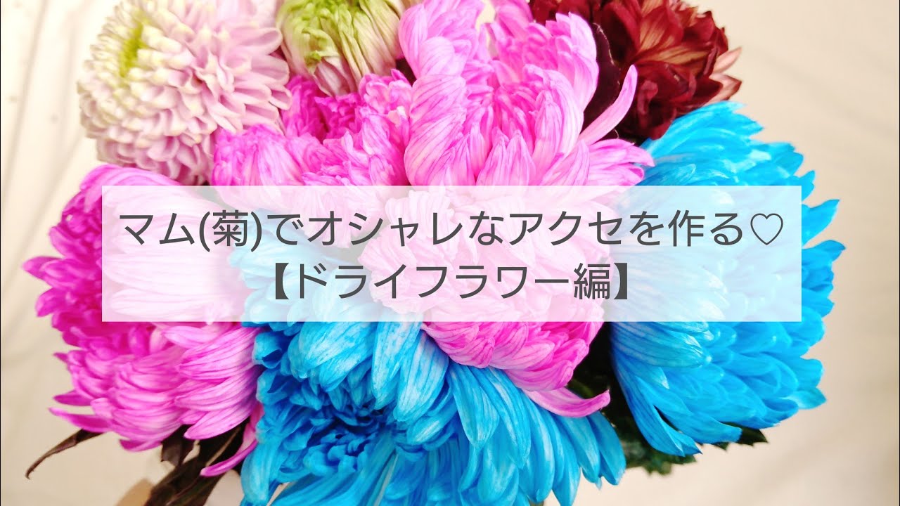 Uvレジン マム 菊 でオシャレなアクセサリーを作る ドライフラワー編 Youtube