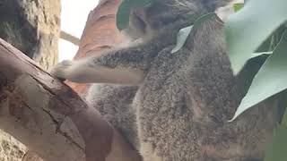 Inala the Koala Joey | Edinburgh Zoo