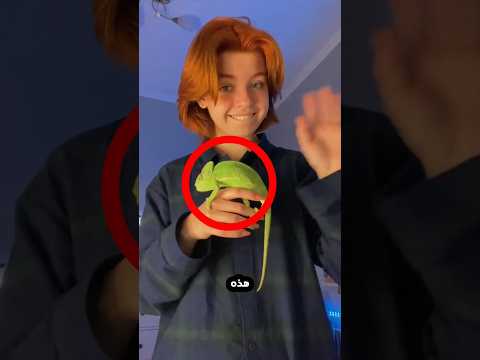 هذه الحرباء تحب للغاية صديقتها