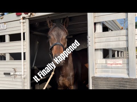 Video: Wanneer is het volbloed fokseizoen?