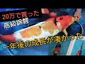 【2０万で購入した高級錦鯉】１年後の成長結果が凄かった。　#錦鯉　#nisikigoi　ปลาคราฟ　自宅池　飼育　濾過槽　#diy