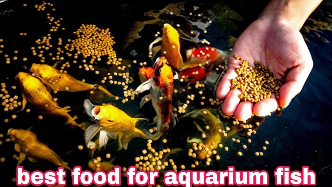 Best fish food for your aquarium fish.খরচ কোমায় ও মাছের গ্রোথ বাড়ায়