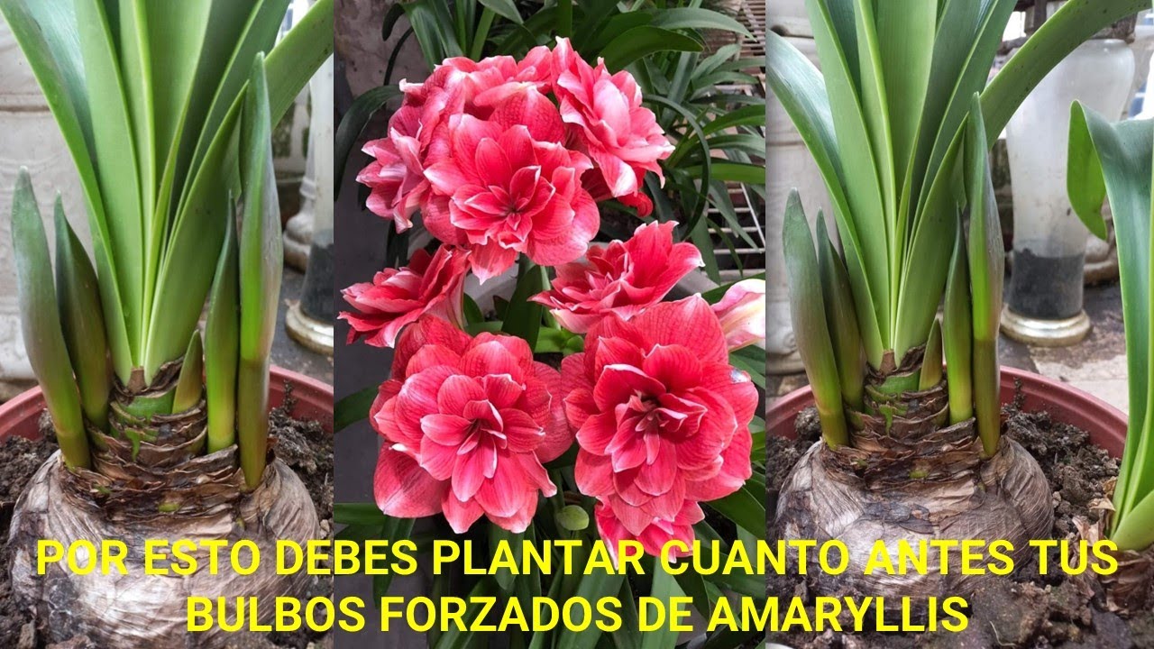 Por esto DEBES PLANTAR CUANTO ANTES TUS BULBOS FORZADOS de #amaryllis #hippeastrum #azucena #plantas