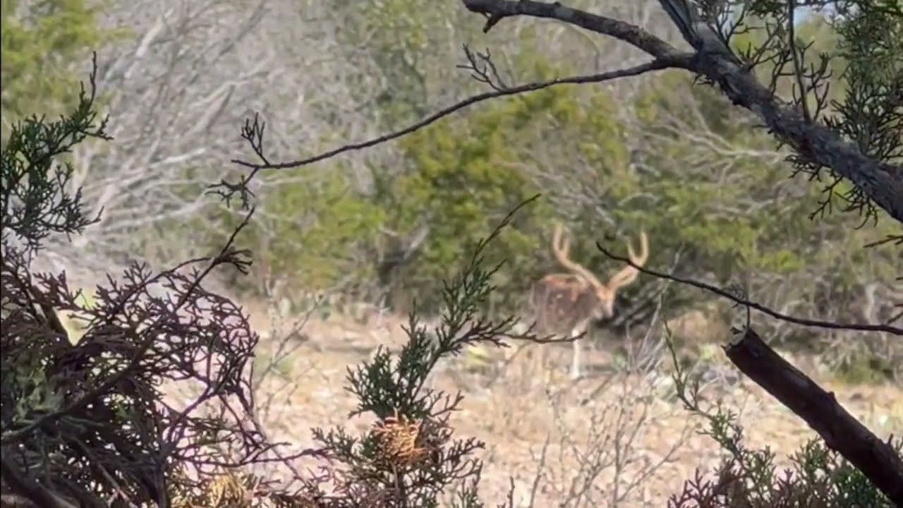 Baker 3 Ranch Axis Ground Blind