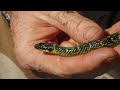 Hunting The Elusive Patagonian Lancehead Viper | O'Shea's Big Adventure