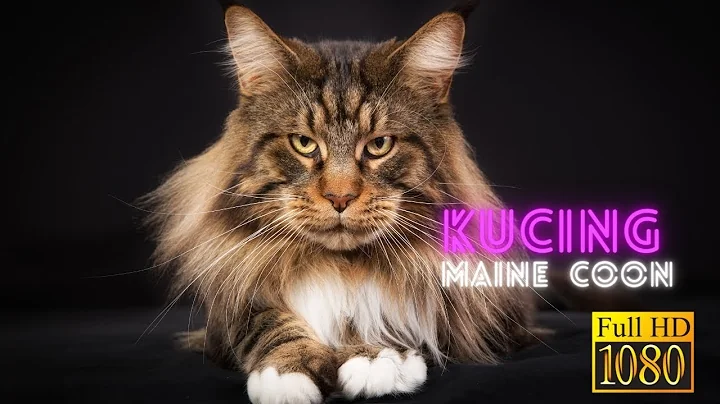 Video 10735871: kucing maine coon, maine coon kitten, kucing kitten persia