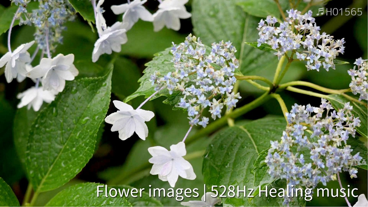 5-Minute Morning Meditation with Flowers | Healing Music for Mind