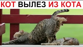 200 Мемов. Кот вылез из кота??? Штаа???