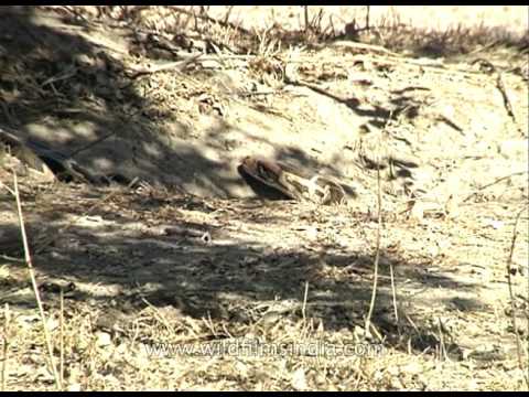 Python slithers across ground in Rajasthan