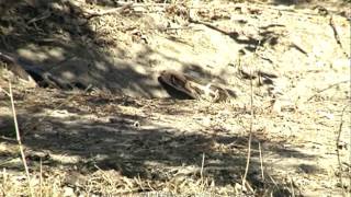 Python slithers across ground in Rajasthan